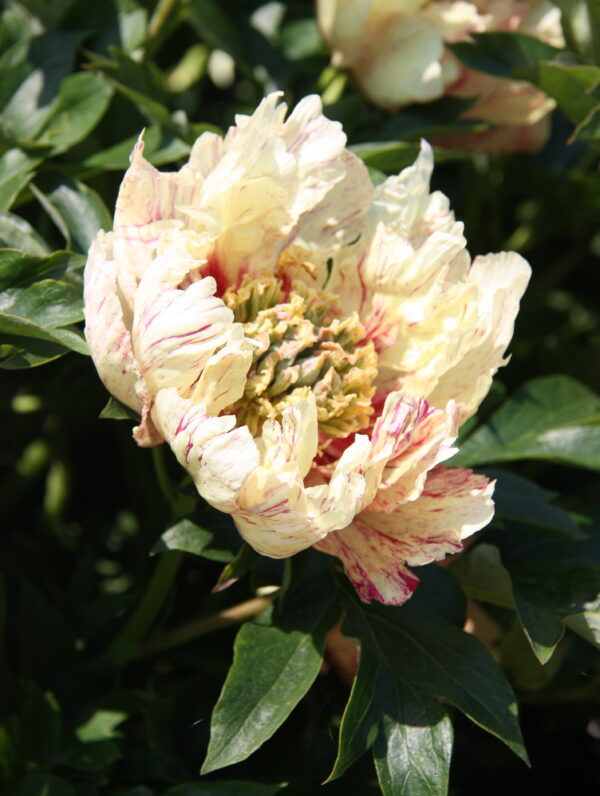 Paeonia Lollipop - case