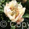 Paeonia Lollipop
