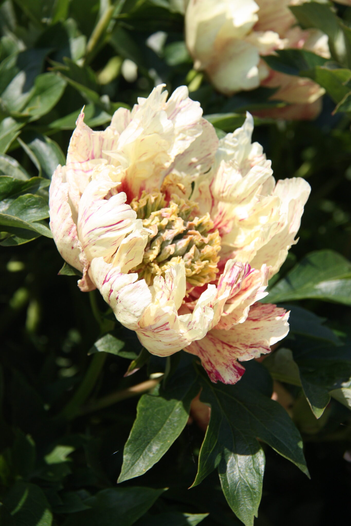 Paeonia Lollipop