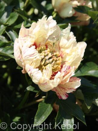 Paeonia Lollipop - bag