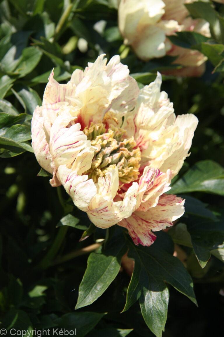 Paeonia Lollipop