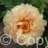 Paeonia itoh Magical Mystery Ride - Bag