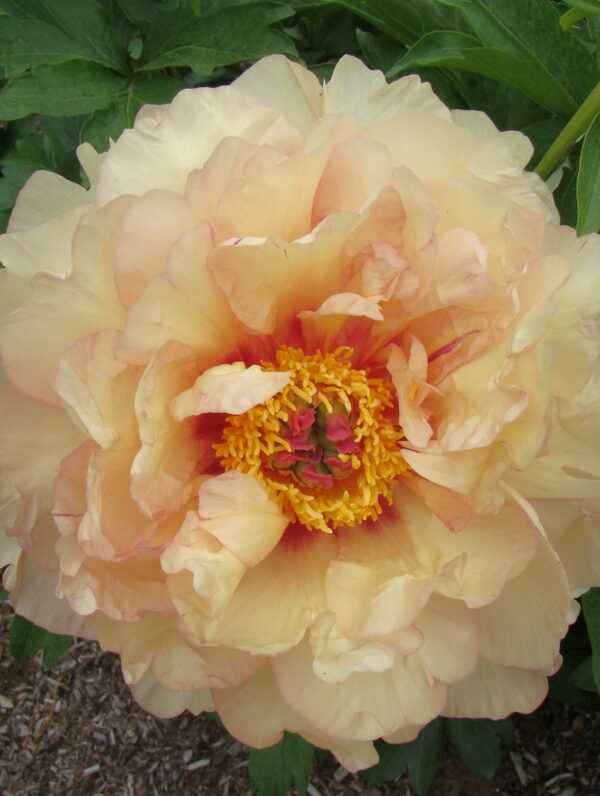 Paeonia Magical Mystery Ride - case