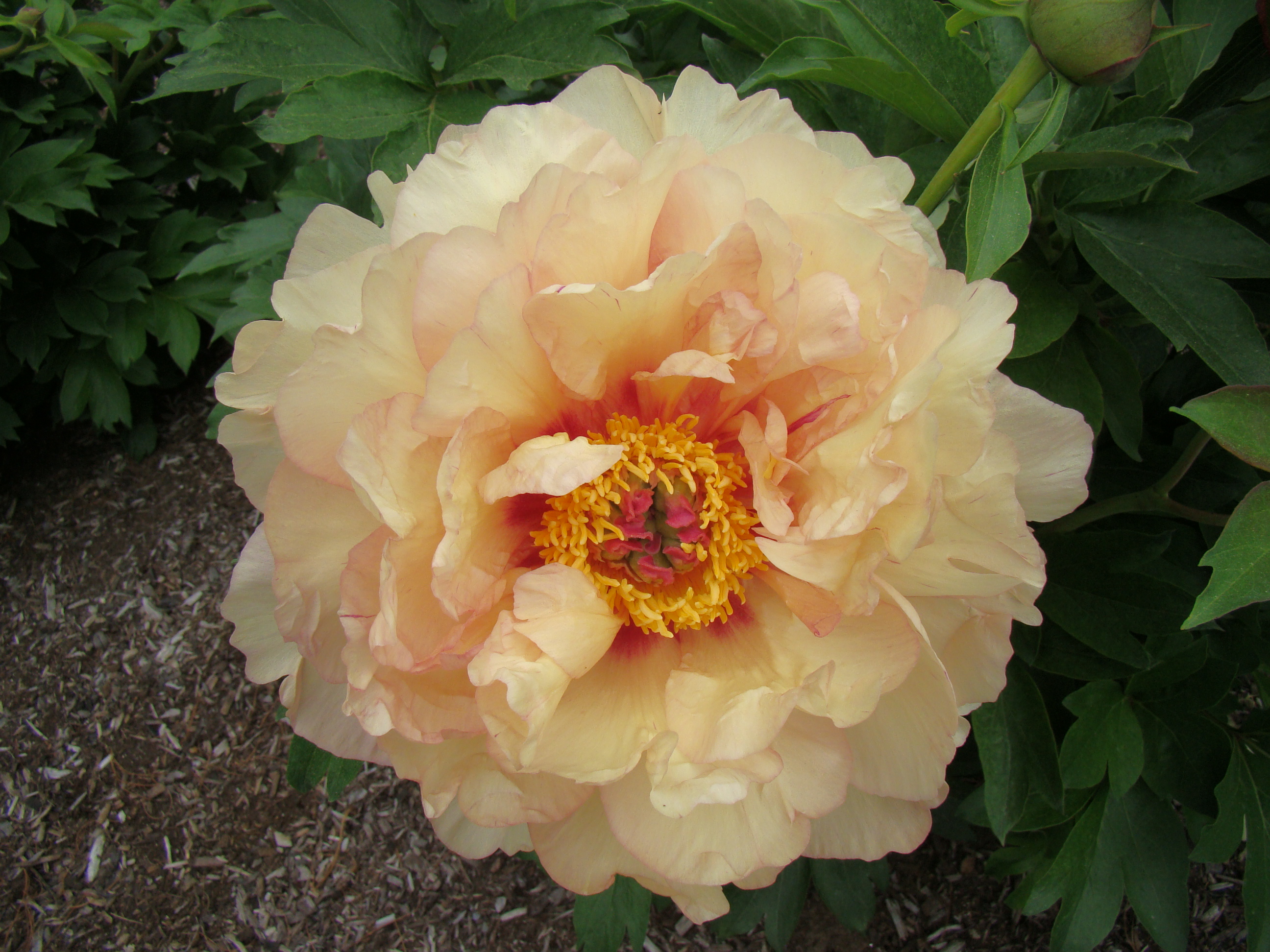 Paeonia itoh Magical Mystery Ride - Bag