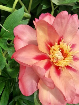 Paeonia Magical Mystery Tour - case