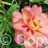 Paeonia Magical Mystery Tour