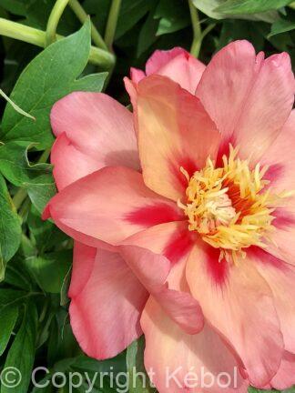 Paeonia Magical Mystery Tour - bag