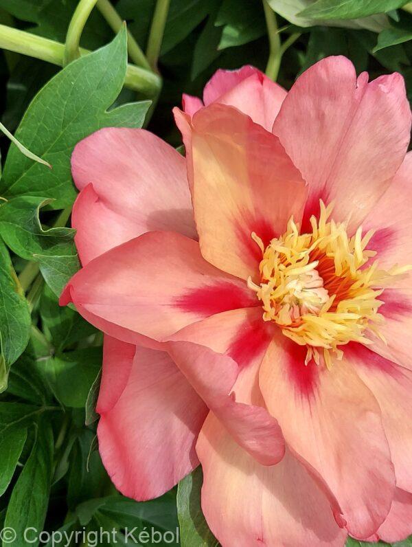Paeonia Magical Mystery Tour