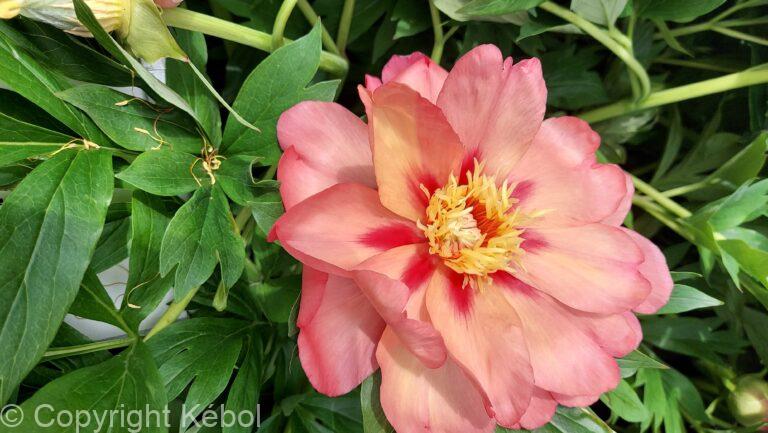 Paeonia Magical Mystery Tour
