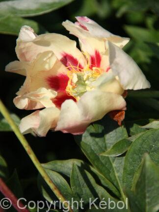 Paeonia Old Rose Dandy - case