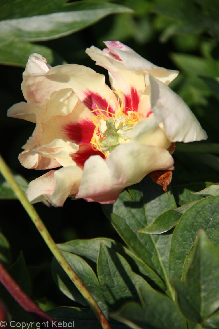 Paeonia Old Rose Dandy