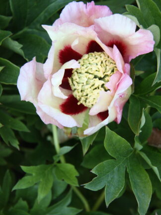 Paeonia Pastel Splendor - case