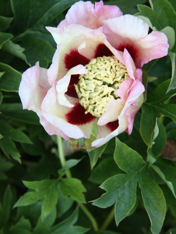 Paeonia Pastel Splendor - case
