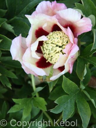 Paeonia Pastel Splendor - bag