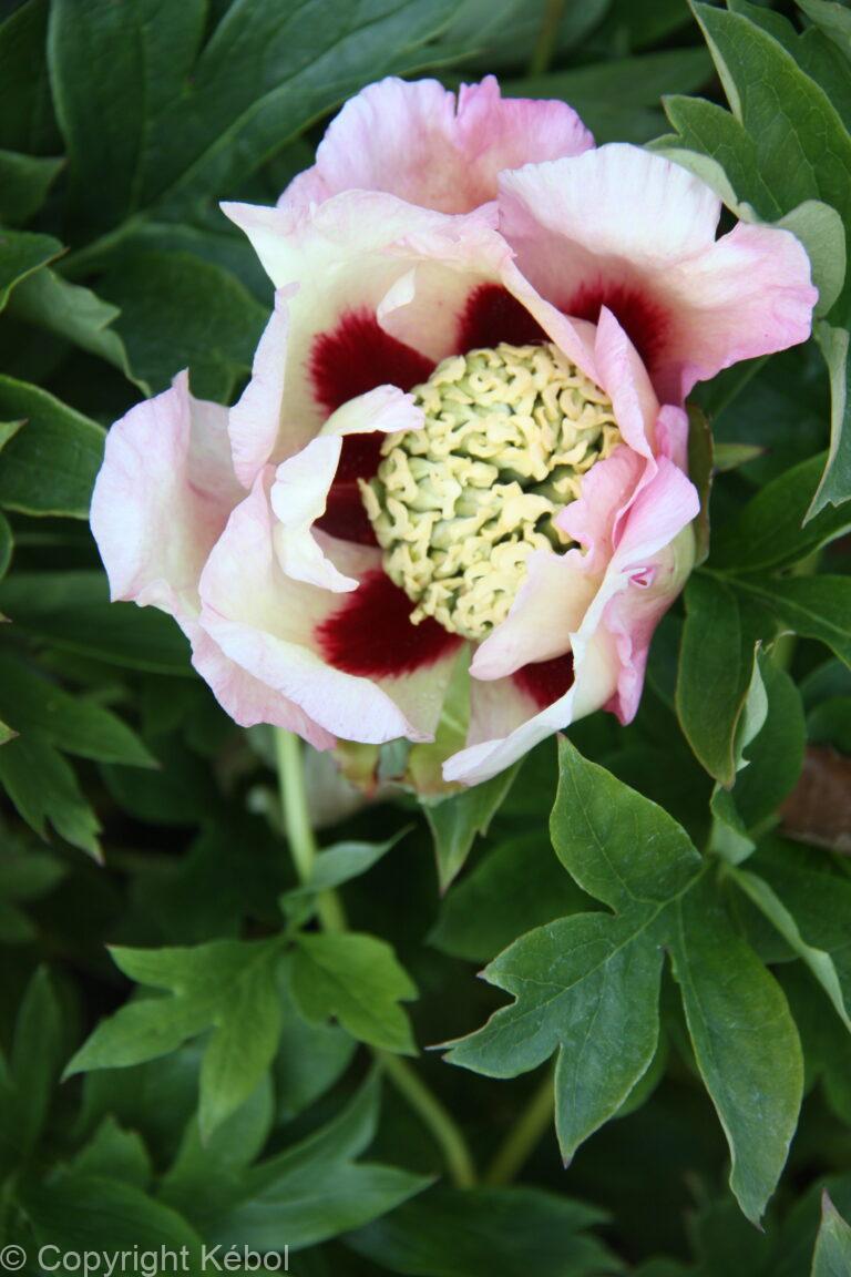 Paeonia Pastel Splendor