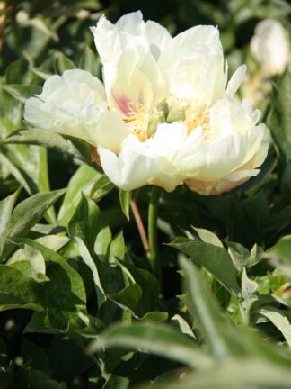 Paeonia Prairie Charm - case