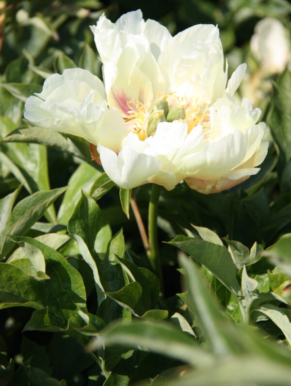 Paeonia Prairie Charm - case