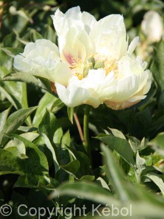 Paeonia itoh Prairie Charm - Bag