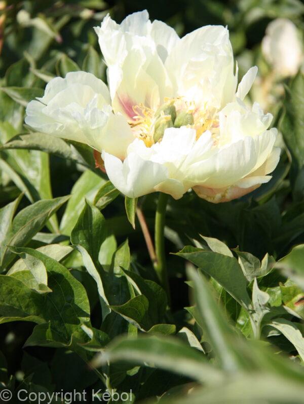 Paeonia Prairie Charm