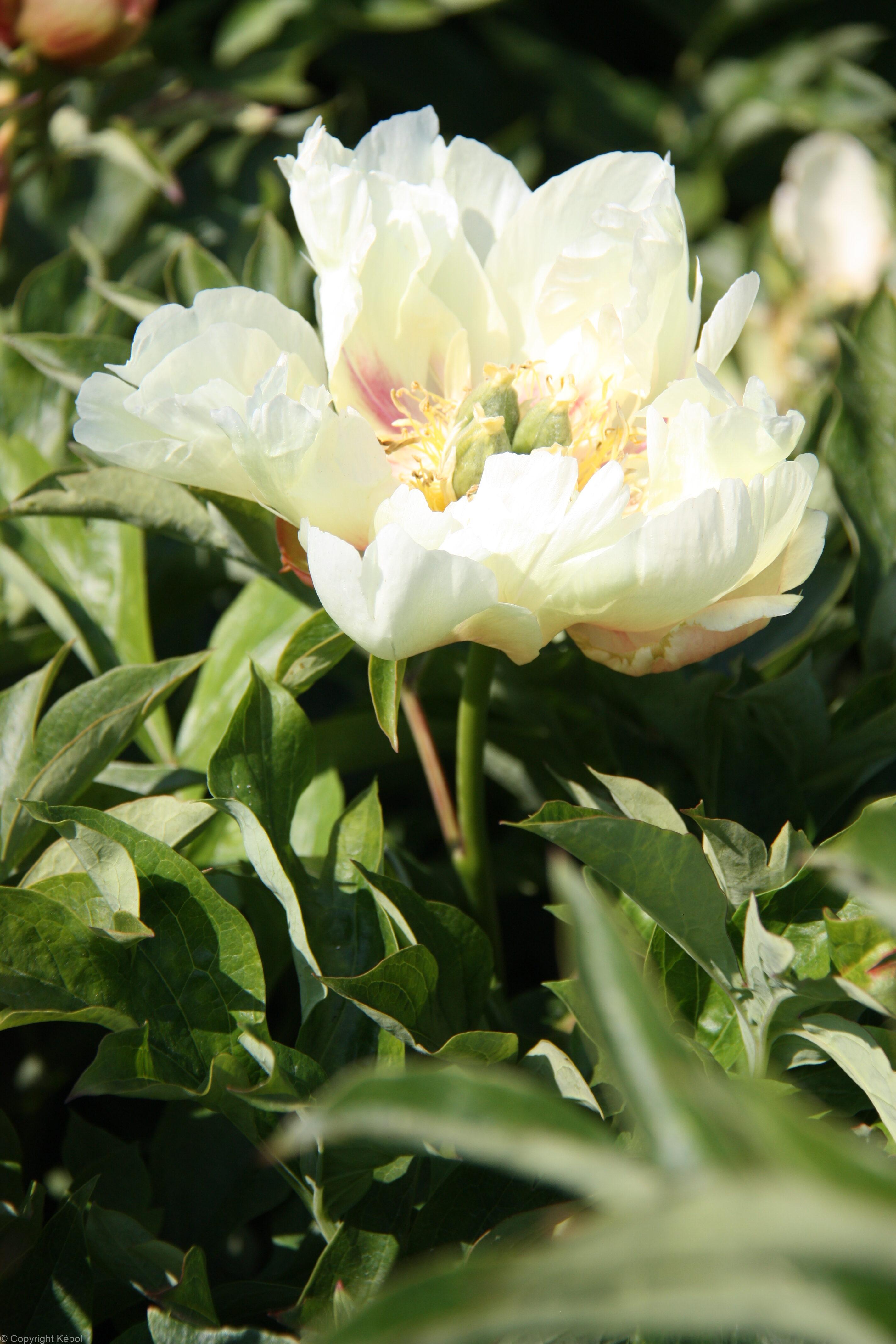 Paeonia itoh Prairie Charm - Bag
