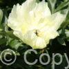 Paeonia Going Bananas