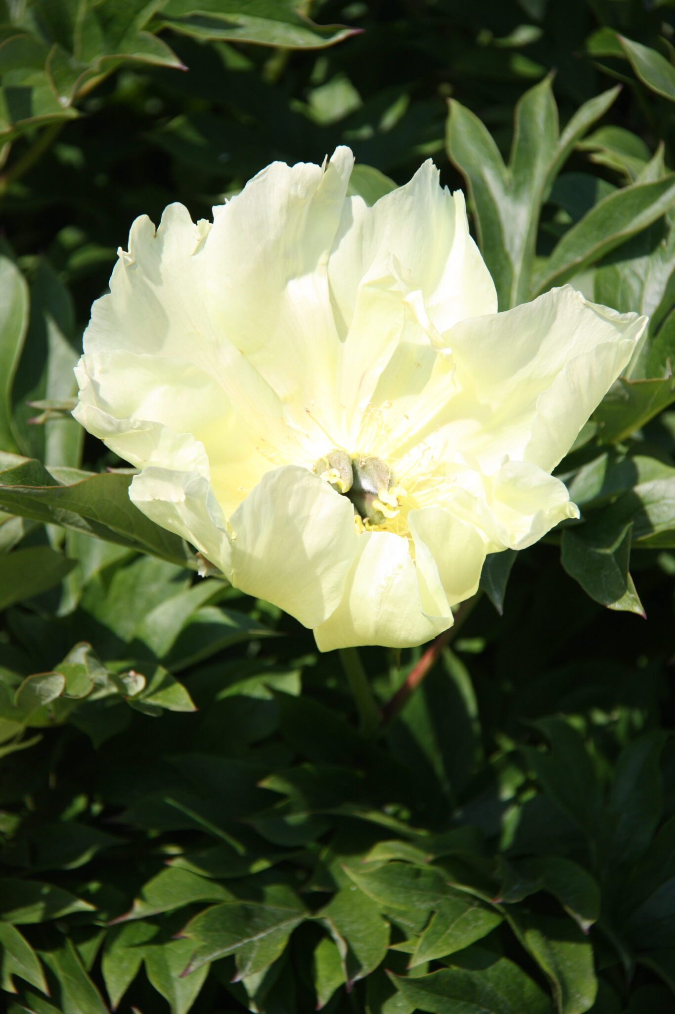 Paeonia Going Bananas