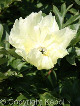 Paeonia Going Bananas - bag