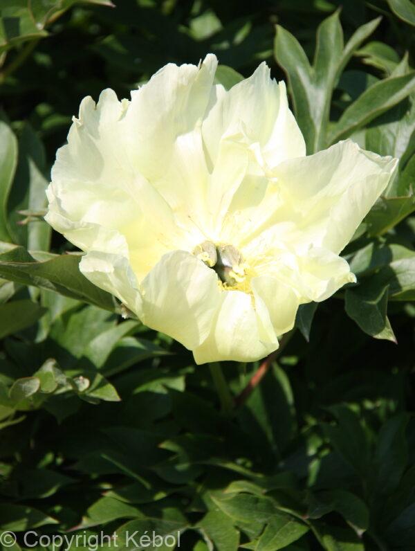 Paeonia Going Bananas