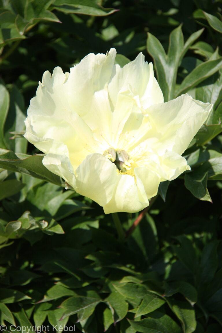 Paeonia Going Bananas