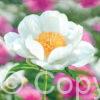 Paeonia Jan van Leeuwen