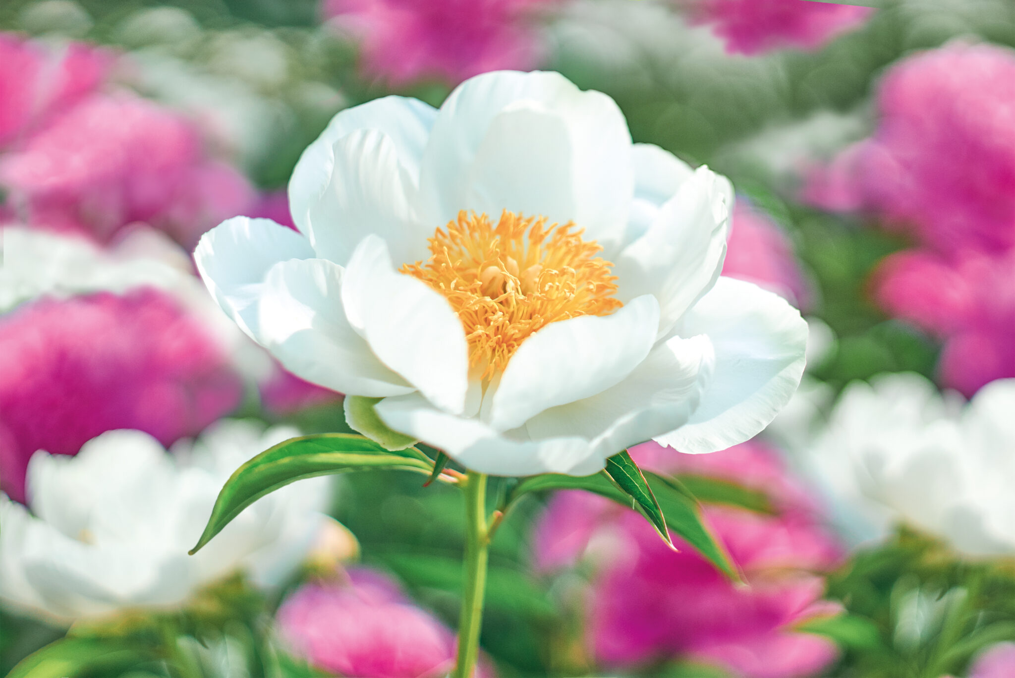 Paeonia Jan van Leeuwen