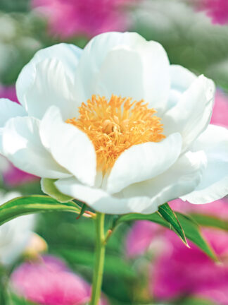 Paeonia Jan van Leeuwen - bag