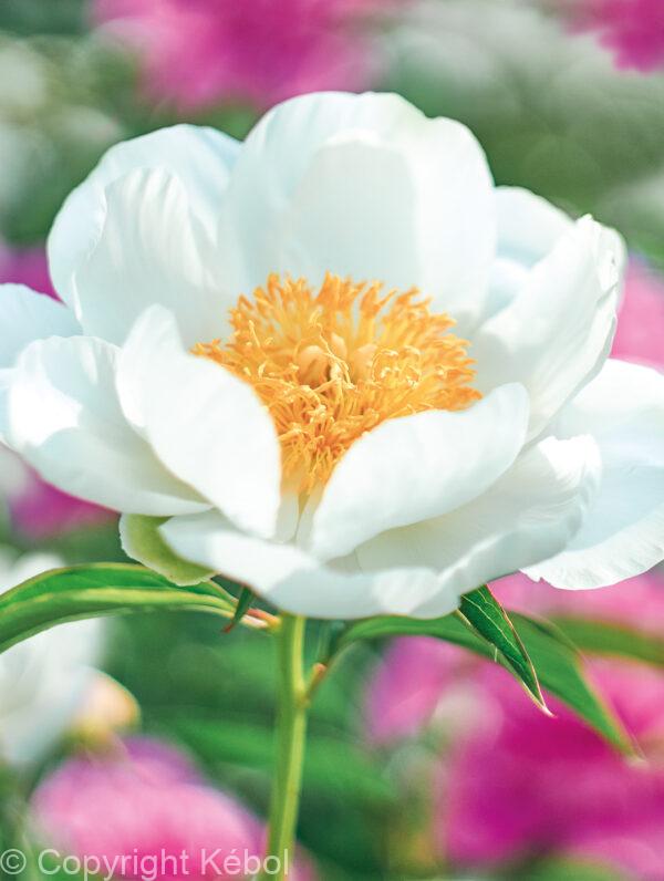 Paeonia Jan van Leeuwen
