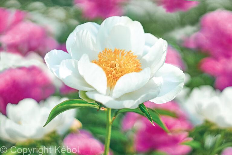 Paeonia Jan van Leeuwen