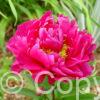 Paeonia lactiflora (D) Karl Rosenfield - Bag