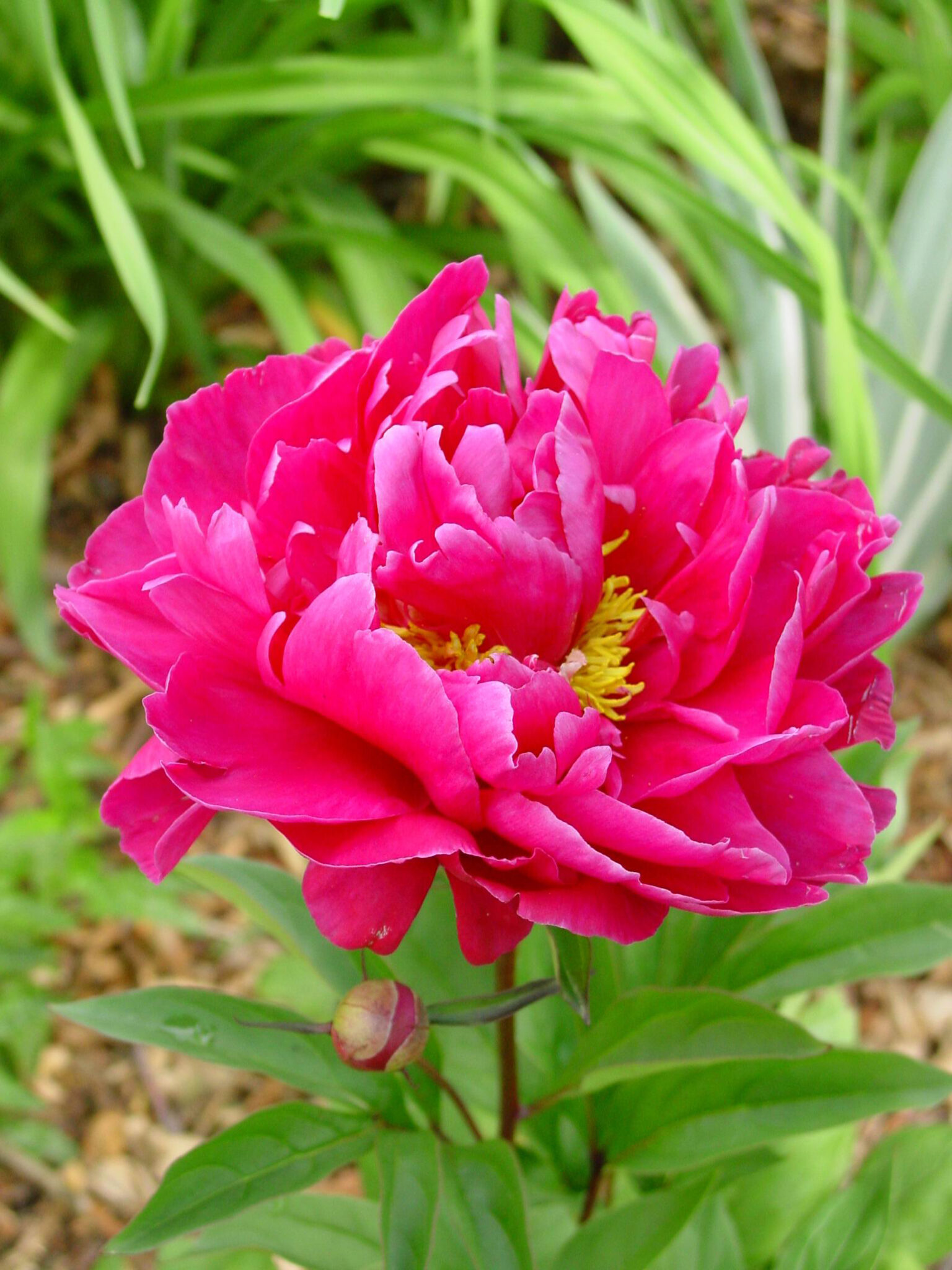 Paeonia lactiflora (D) Karl Rosenfield - Bag