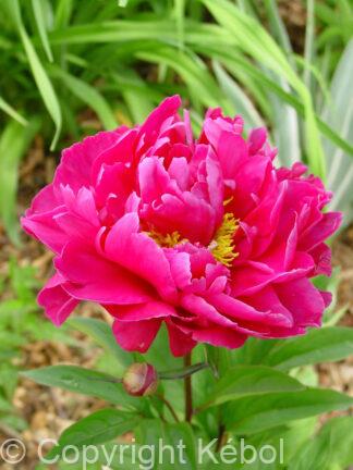 Paeonia lactiflora (D) Karl Rosenfield - Bag