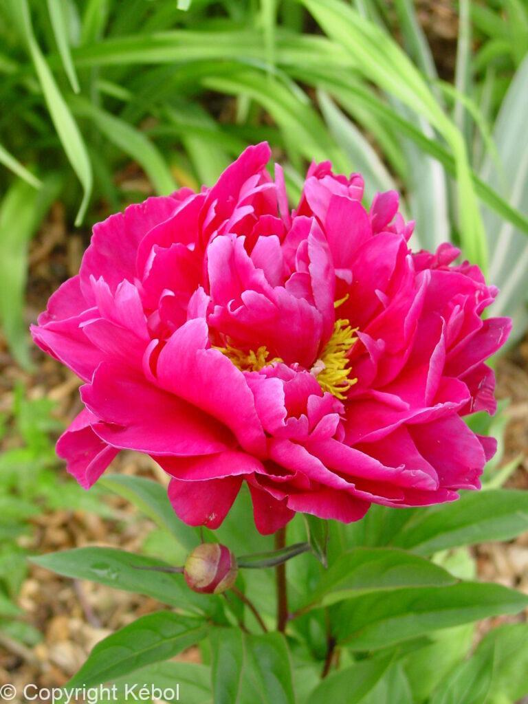 Paeonia lactiflora (D) Karl Rosenfield - Bag