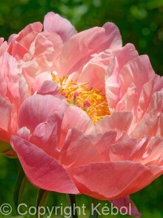 Paeonia Kings Day - case