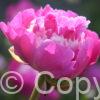 Paeonia Gay Paree