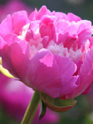 Paeonia lactiflora (D) Gay Paree - Bag