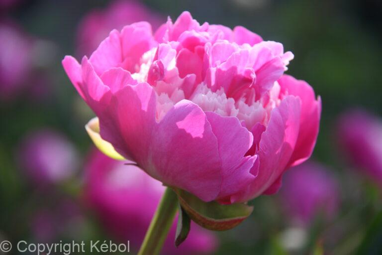 Paeonia lactiflora (D) Gay Paree - Bag