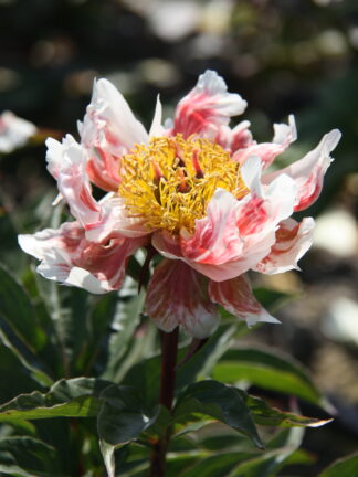 Paeonia Green Lotus - bag