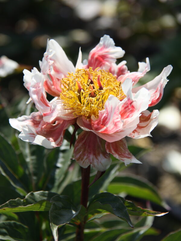 Paeonia Green Lotus - case