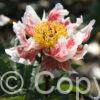 Paeonia Green Lotus