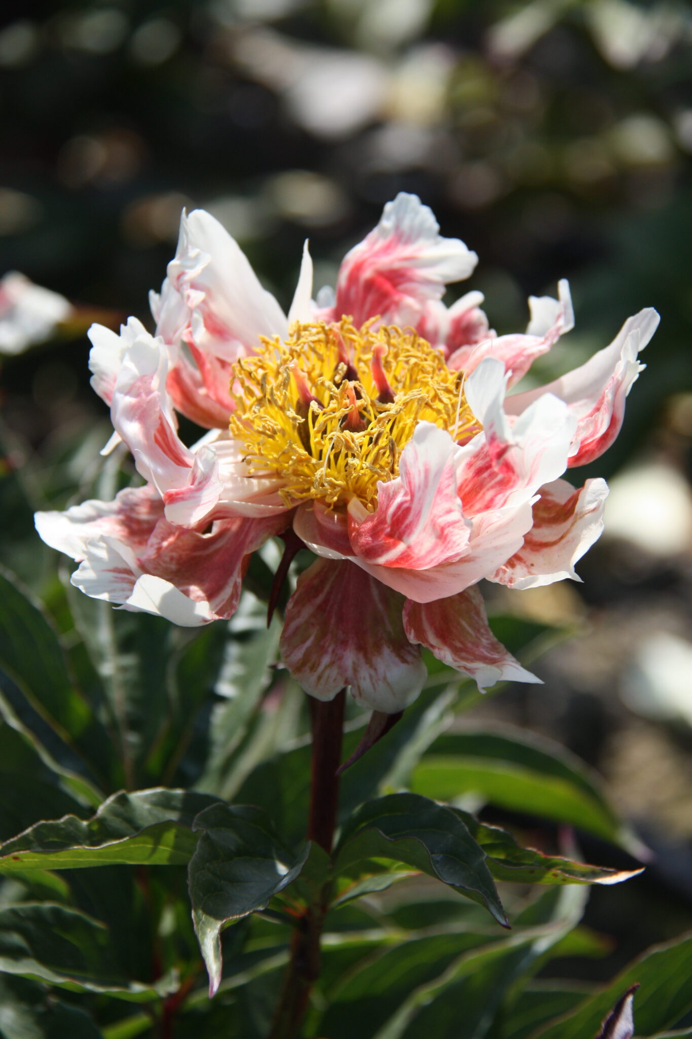 Paeonia Green Lotus