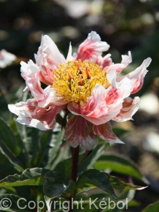 Paeonia Green Lotus - bag