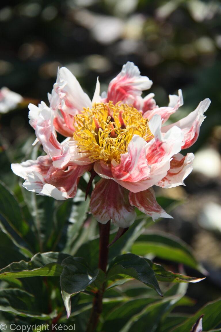 Paeonia Green Lotus