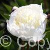 Paeonia Immaculée