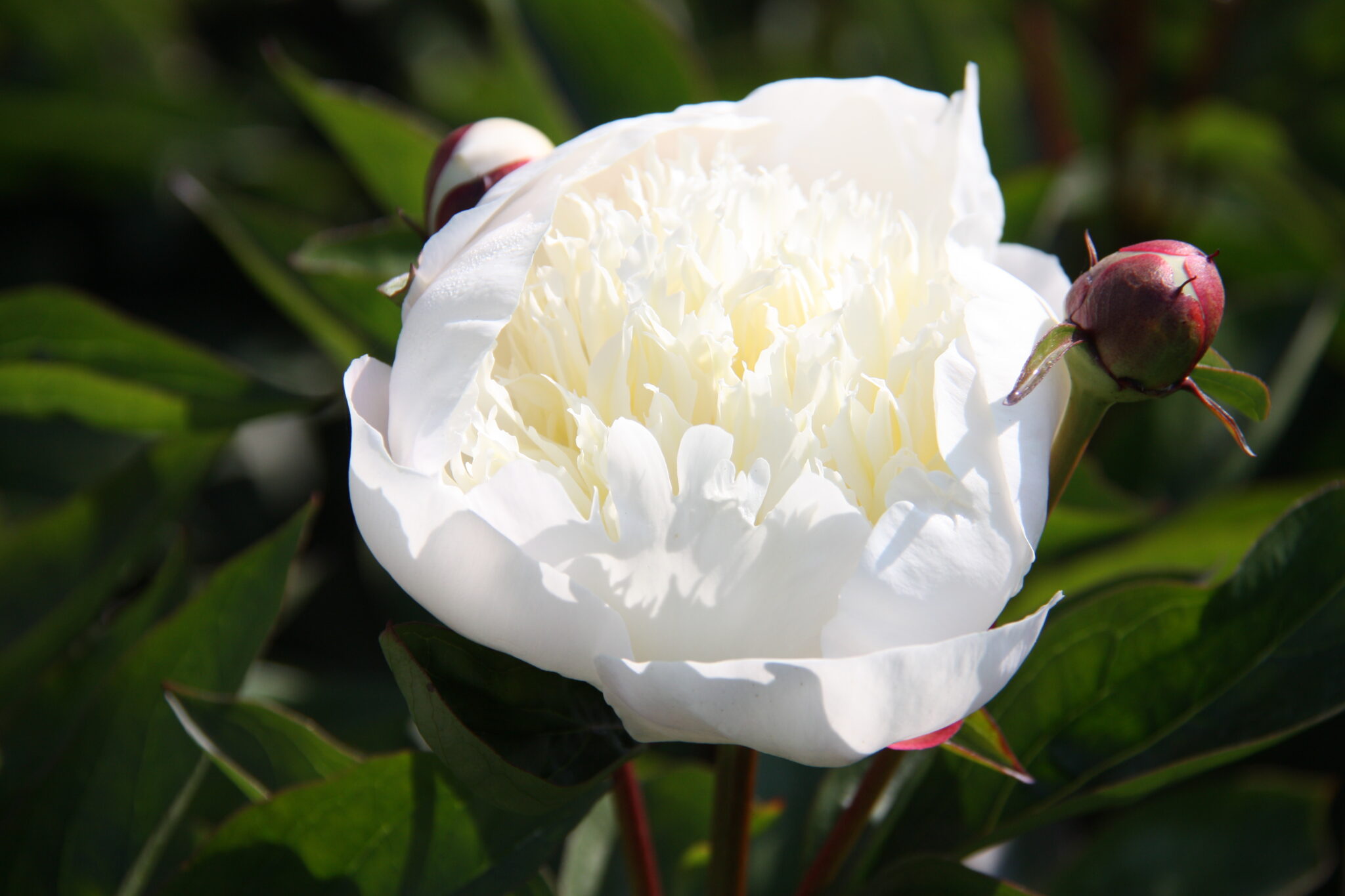 Paeonia Immaculée